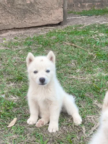 Filhotes de Husky Siberiano