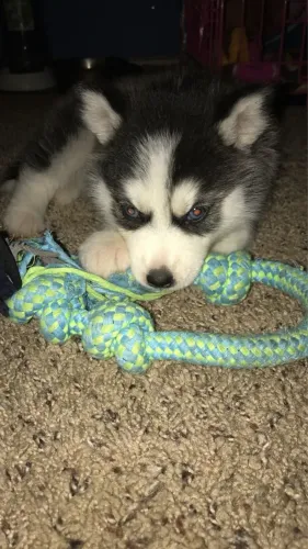 Huskies siberianos nova ninhada