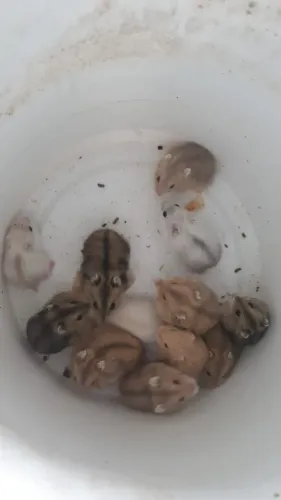 Hamster anão russo