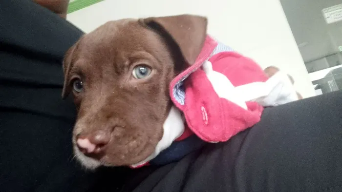 Vendo filhote de Pit Bull com apenas 4 meses vacinado 