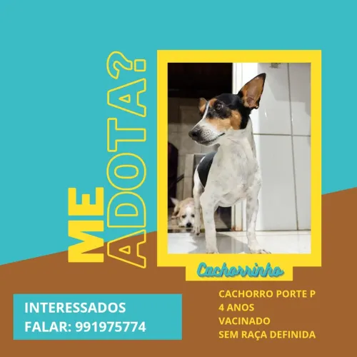 Doação Responsável - Cachorro Viralata 