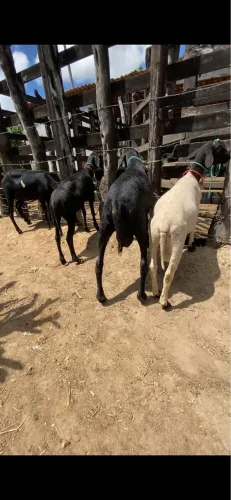 Carneiros e ovelhas
