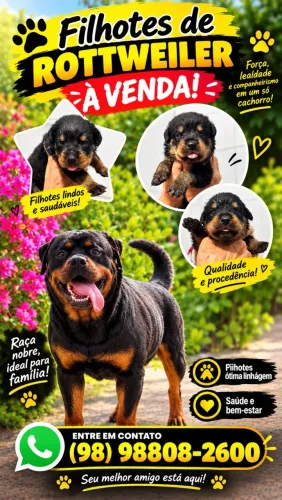 Rottweiler