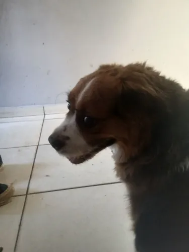 Adoção Responsável