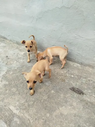 Pinches 