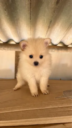 Spitz Alemão/Lulu da pomerânia machinho lindo