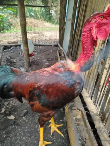 Vendo frango novo 60, reais cada tenho 2