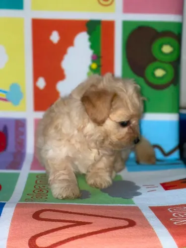 Poodle Toy