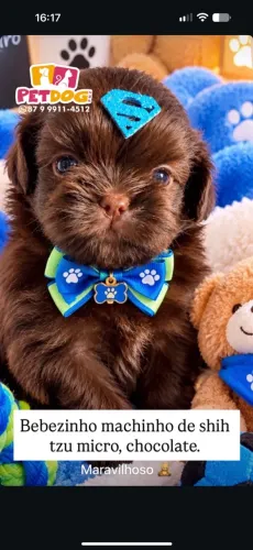 Cachorrinho
