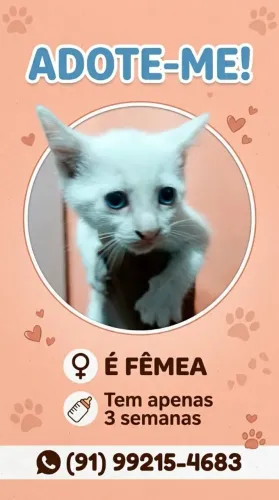Doação gato