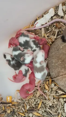 Camundongos e neos