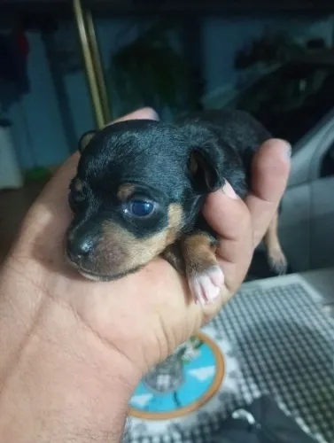 Filhote de Pincher quase zero macho