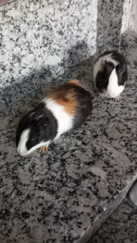 Porquinho da índia