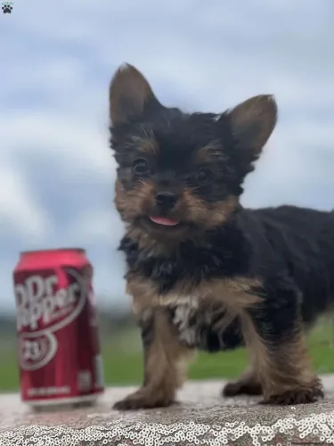 Yorkshire Terrier,Yorkshire Terrier Filhote Top Padrão da Raça