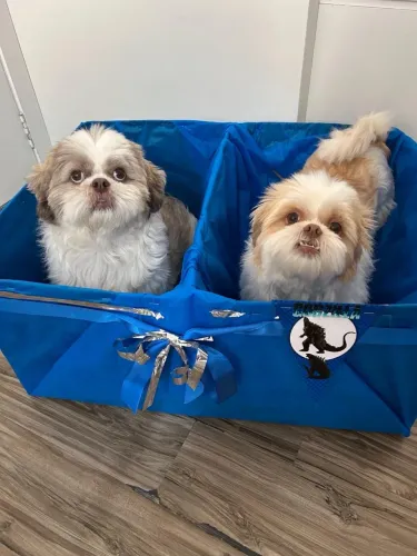Vendo casal de shih-tzu castrados