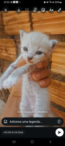 Gato para doar