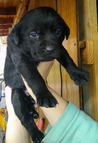 Labrador filhotes 