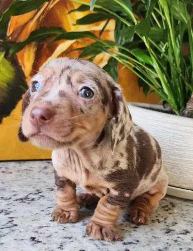 Dachshund - O Famoso Salsicha Com Pedigree!!