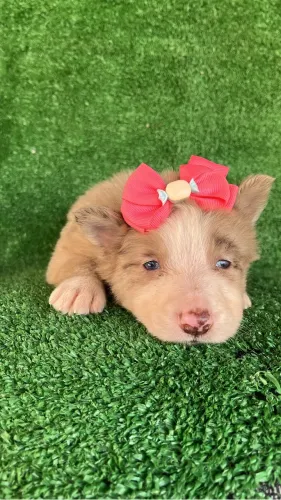 Border collie filhote 