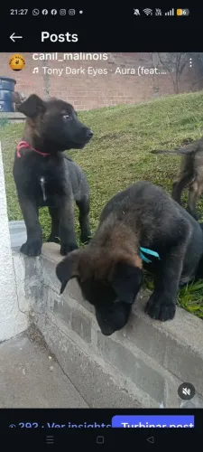 Vendo