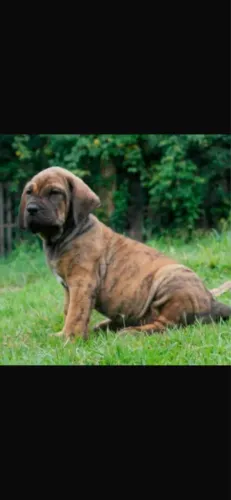 Fila brasileiro