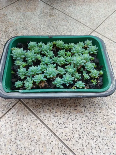 Planta Mini Suculentas - 20 mudas 