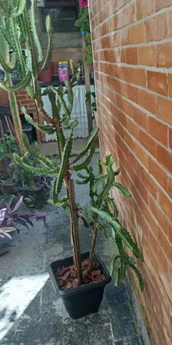 Cactos  Monstro/ Candelabro