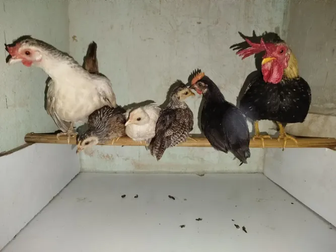 Vendo pintinhos de galinha garnisé 