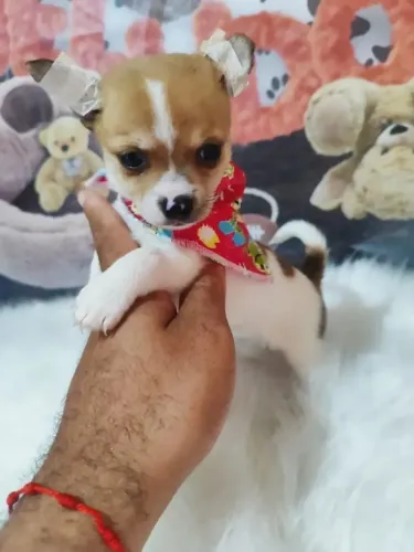 Princesinhas Chihuahua pêlo curto disponíveis!
