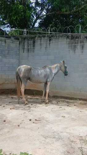 Cavalo pa negócio