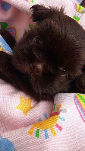 Shih Tzu - Charmosa e fofa! Menina chocolate.