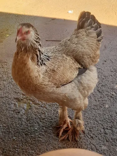Vendo ovos galados