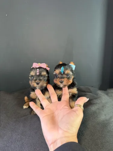 Yorkshire mini filhotinhos