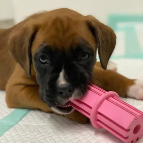 Boxer lindos filhotes com garantias suporte veterinário