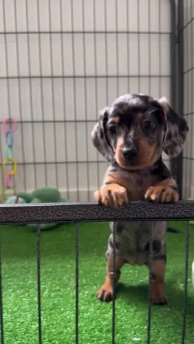 Macho arlequim teckel dachshund miniatura 