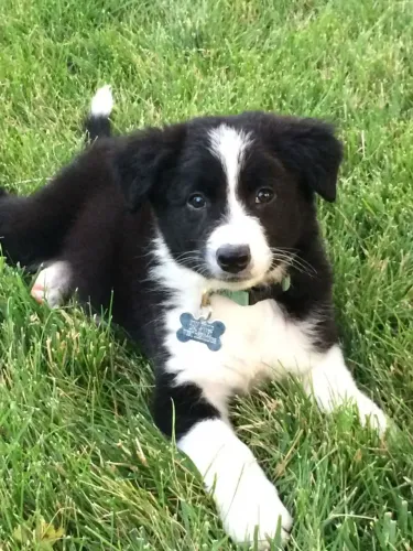 Pequenos Peludos em Busca de Amor Boder collie fêmea
