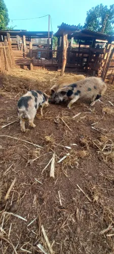 Mini porcos