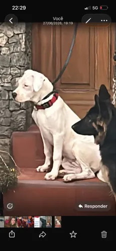 Dogo Argentino Filhotes