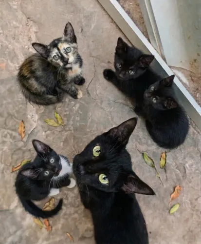 Gatos para adoção