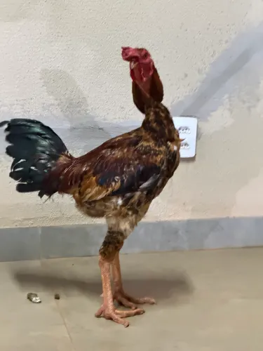 Franguinhos de15 dias a um mês