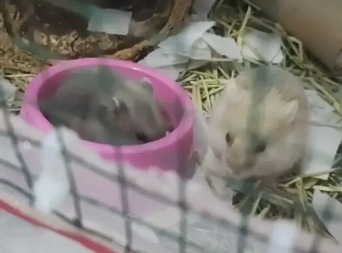 Hamster chines-acessorios gaiolas e pets