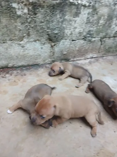 Filhote de cachorro  pinscher 