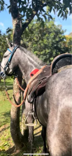 Sela de pista e cavalgada