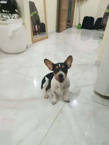 Pincher 