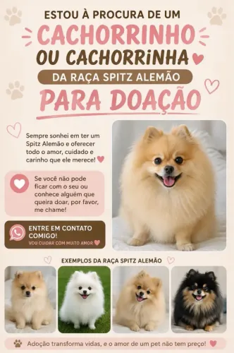 Adoção Spitz Alemão!