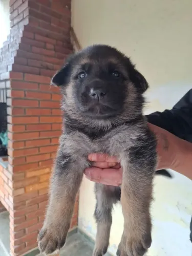 Cães Filhotes Pastor Alemao