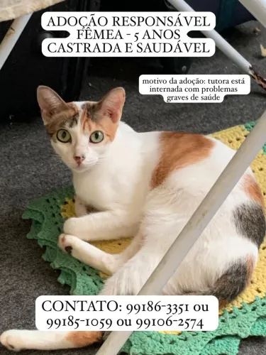 ADOÇÃO RESPONSÁVEL GATA ADULTA CASTRADA