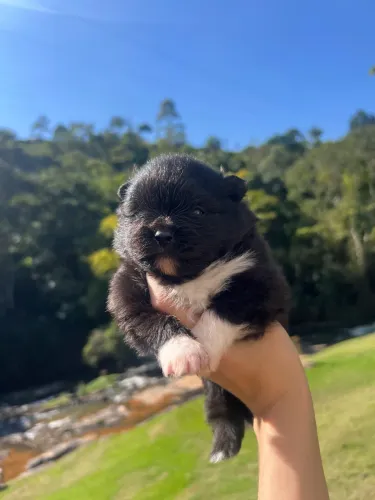 Spitz alemão macho