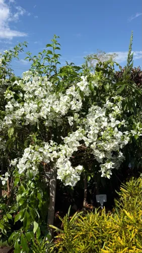 Muda de Bougainville