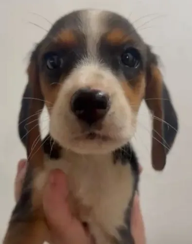 Beagle lindos